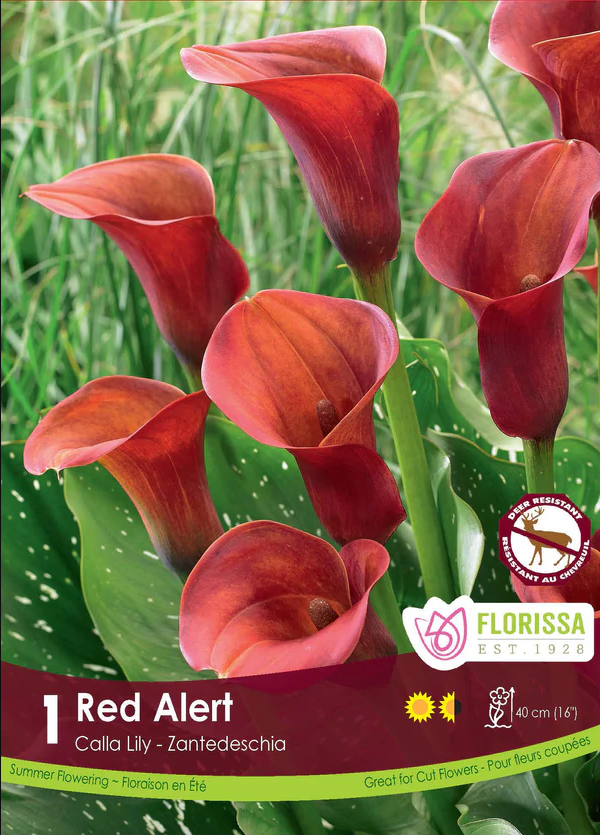 Red Alert Calla LIly