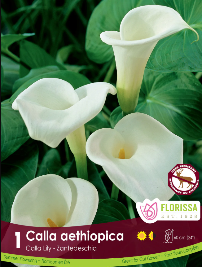 Aethiopica Calla Lilly