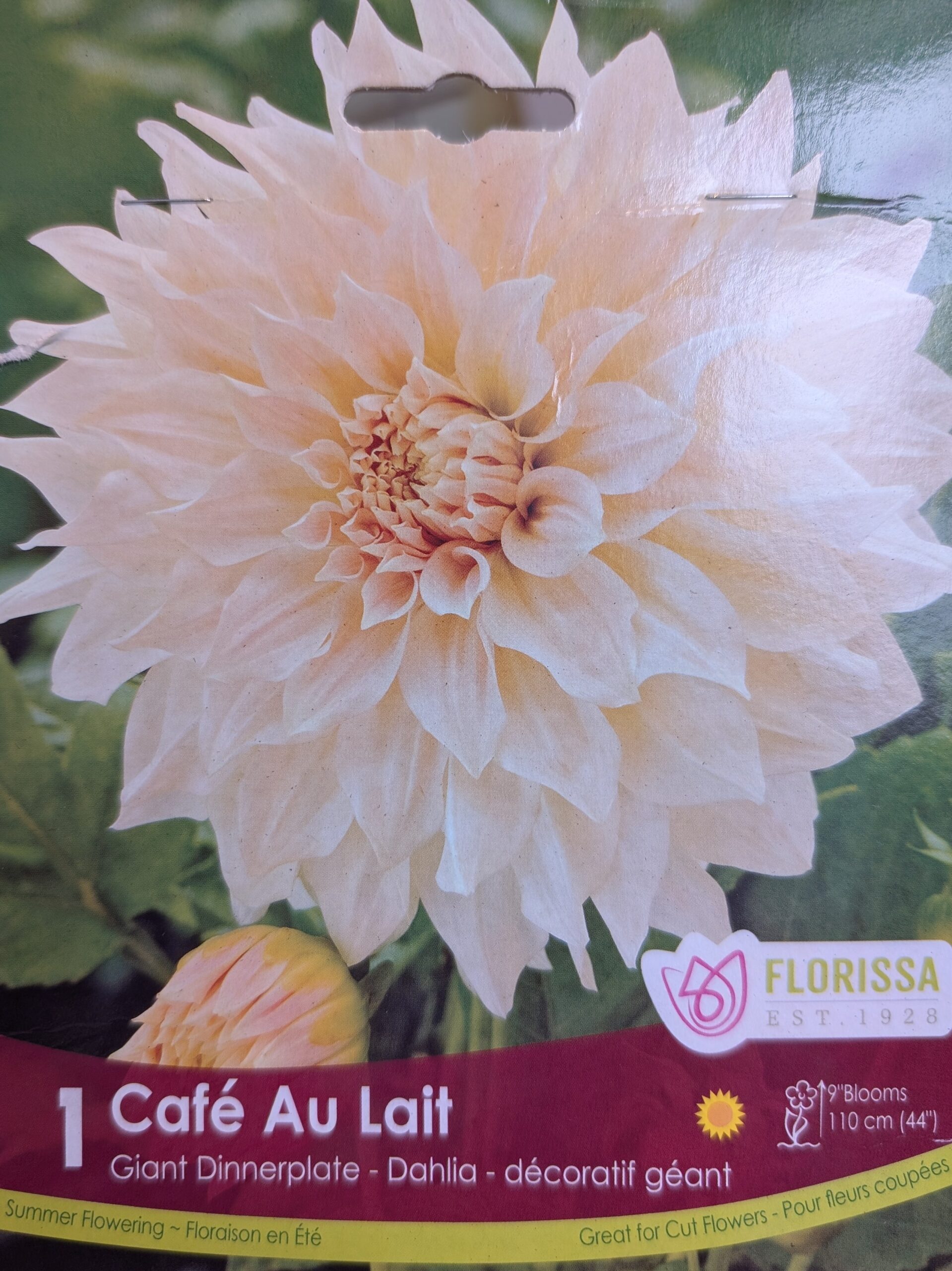 Dahlia Cafe Au lait