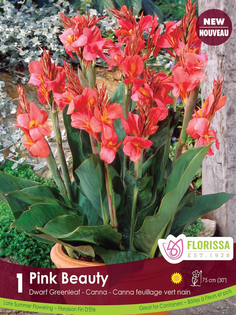 Pink Beauty Canna