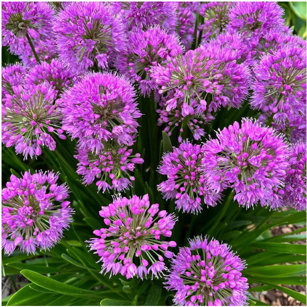 Allium Millenium