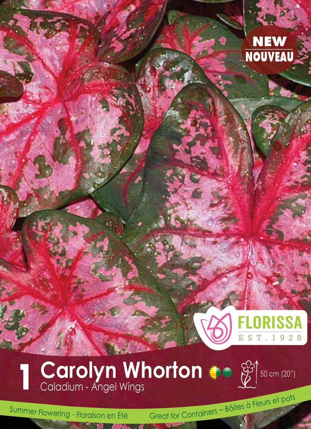 caladium carolyn whorton