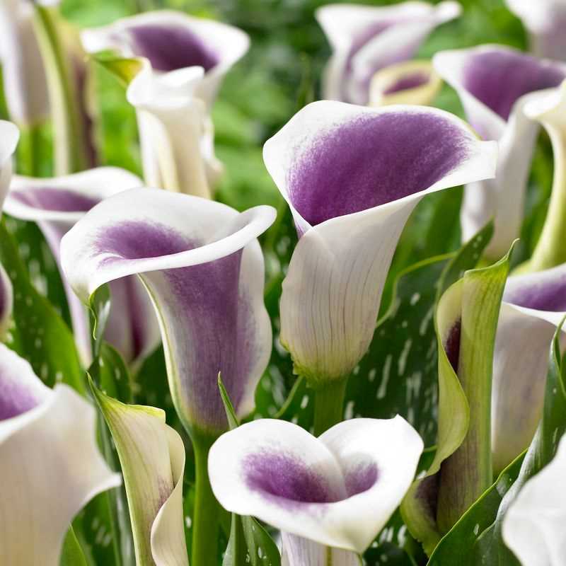 Picasso Calla LIly