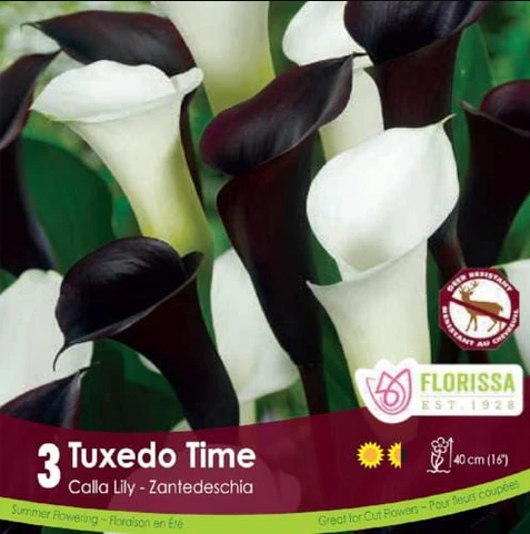 Tuxedo Time Calla Lily