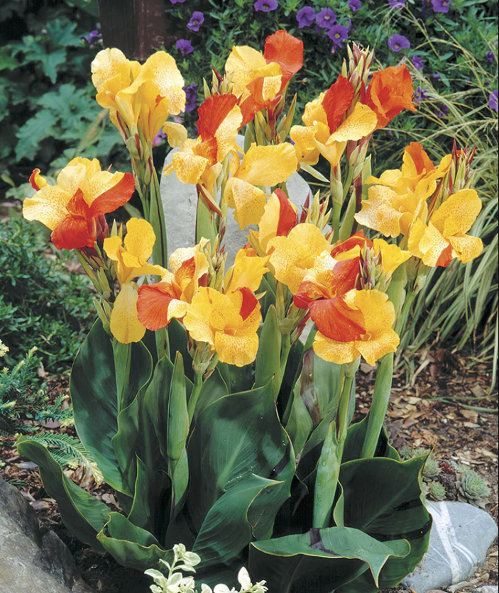 cleopatra canna lily