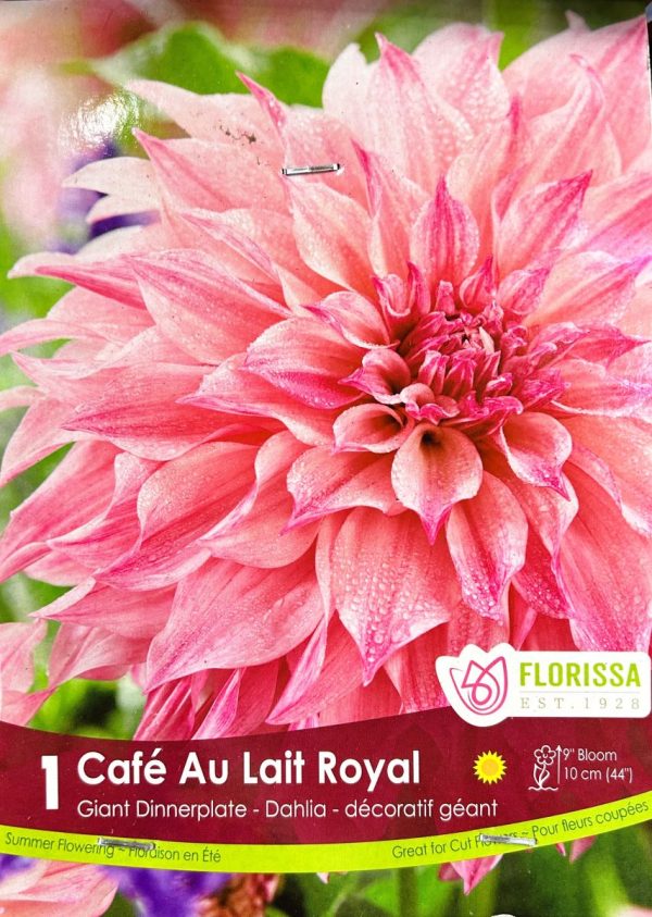 dahlia cafe au lait royale