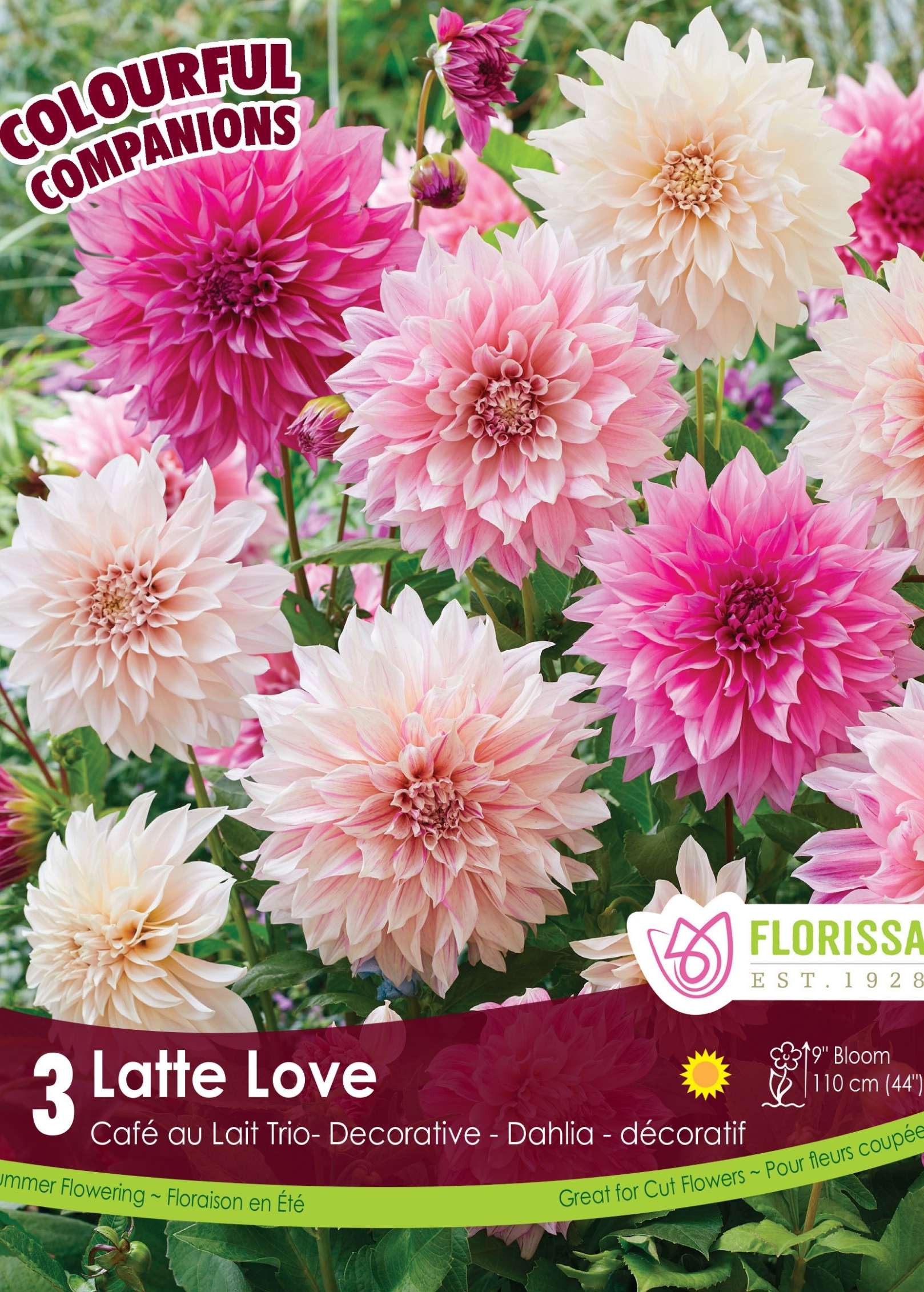dahlia latte love