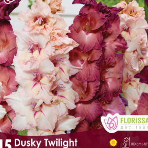 Florissa Dusky Twilight Gladiolus bulbs