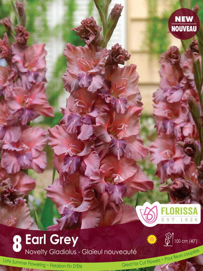 Gladiolus – Earl Grey