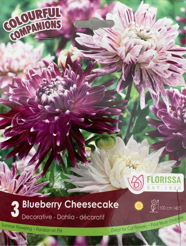 Blueberry Cheesecake Dahlia