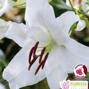 Casablanca Lily