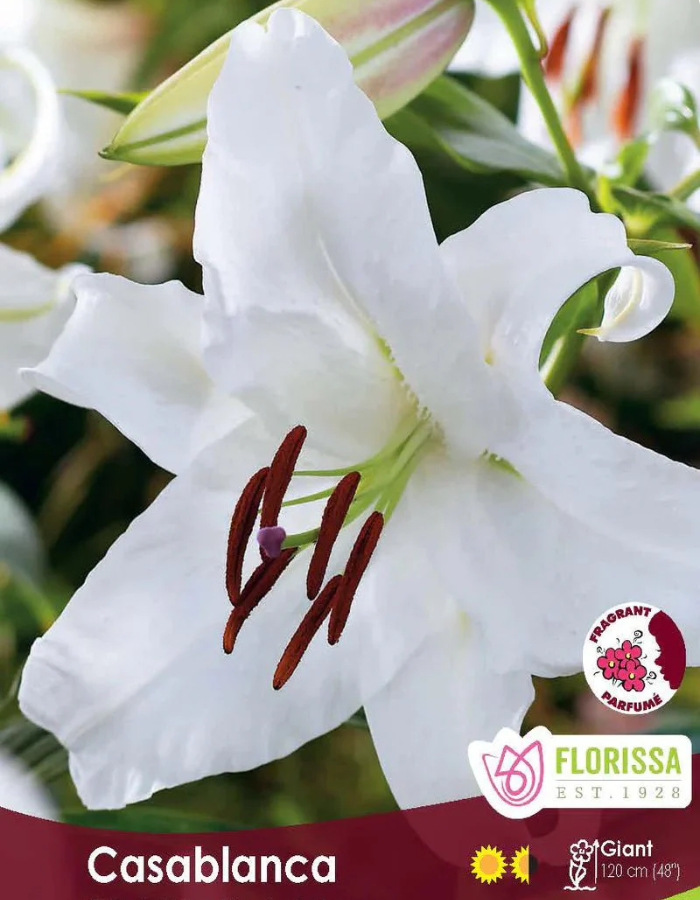 Casablanca Lily