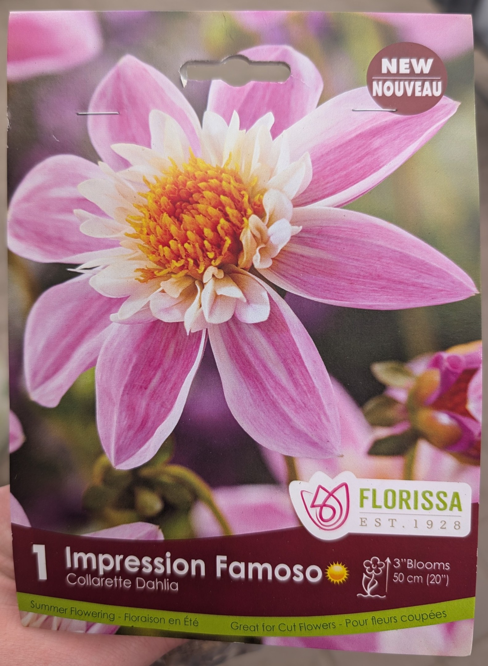Impression Famoso Dahlia