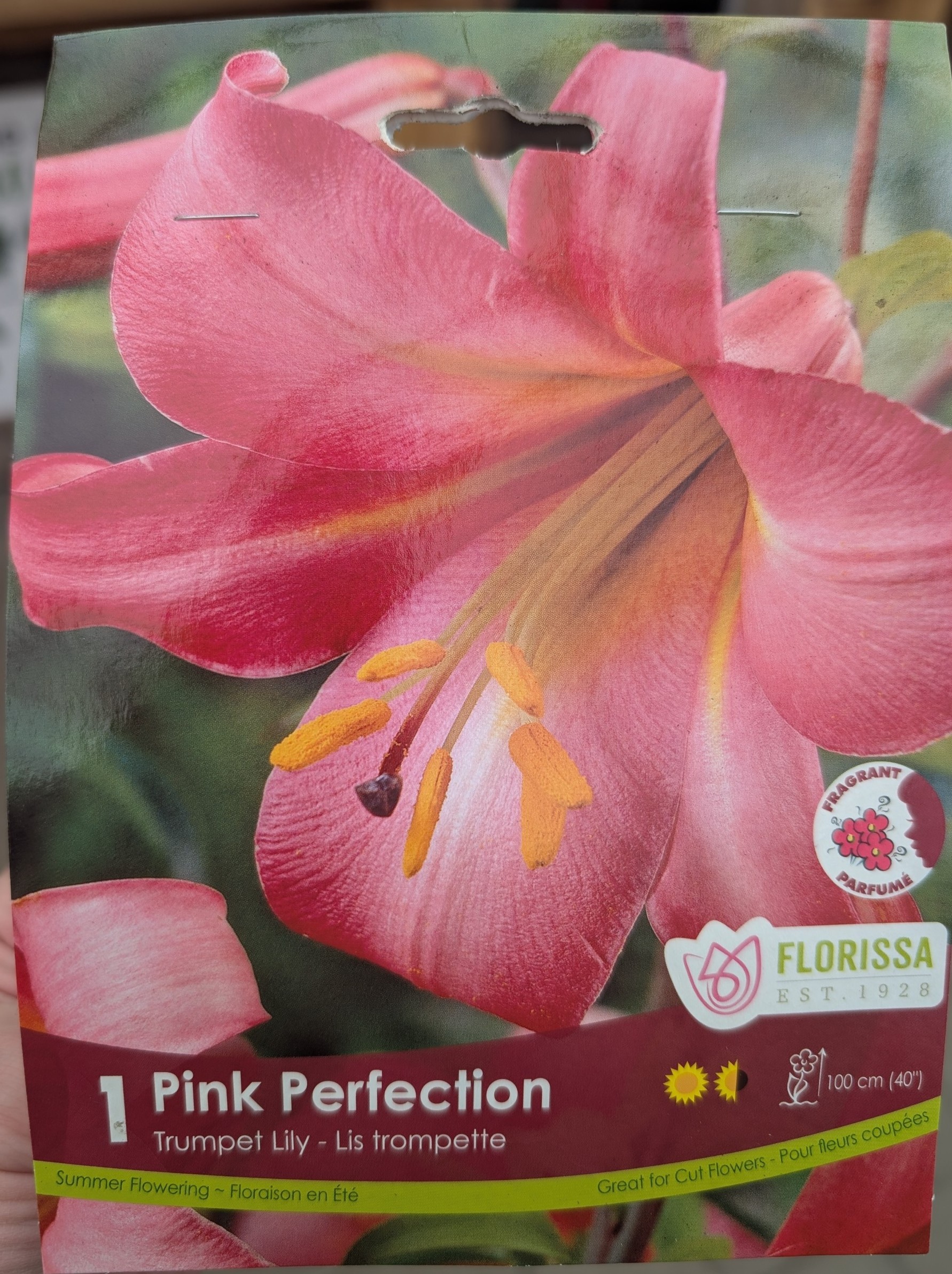 Pink perfection lily