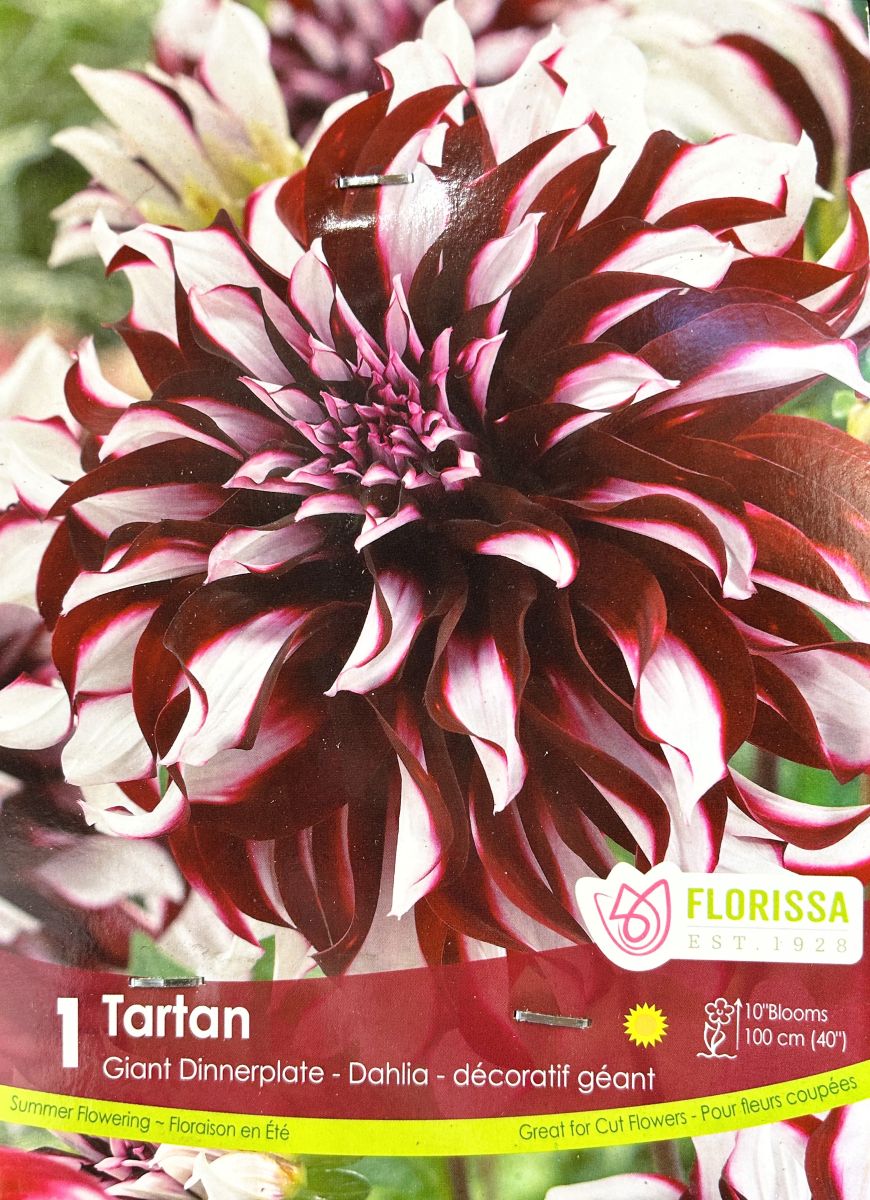 Tartan Dahlia