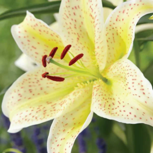 Tigermoon Lily