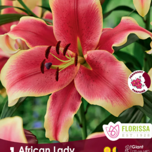 african lady lily