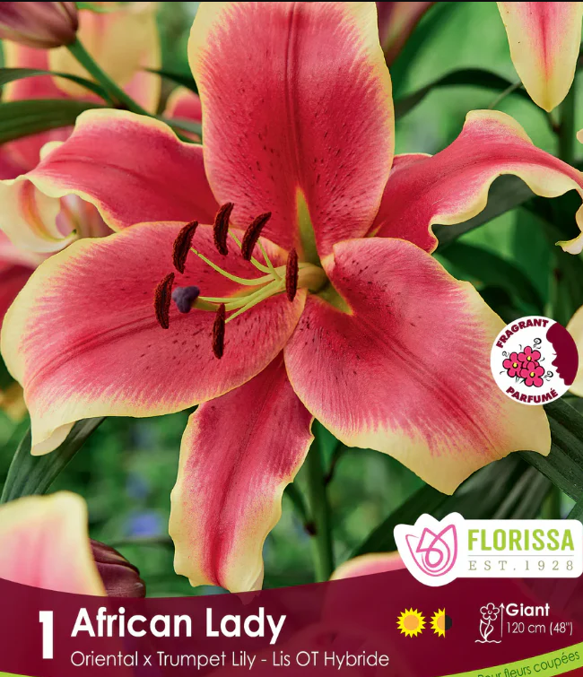 african lady lily