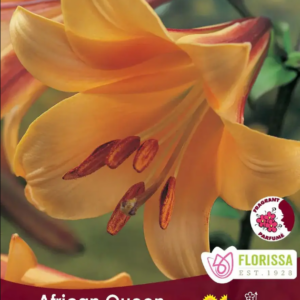 african queen trumpet lily