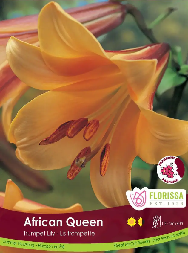 african queen trumpet lily