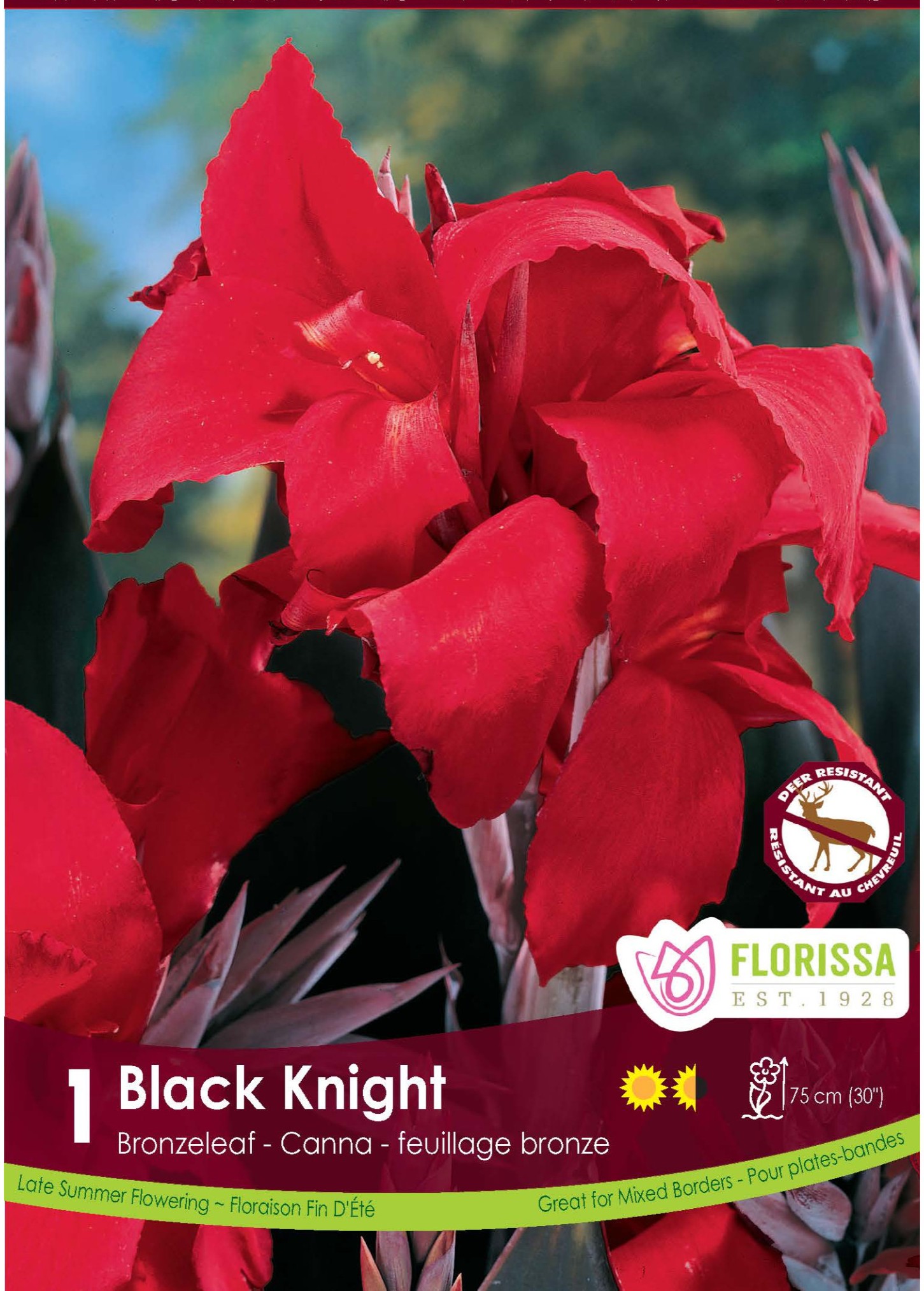 black knight Canna Lily