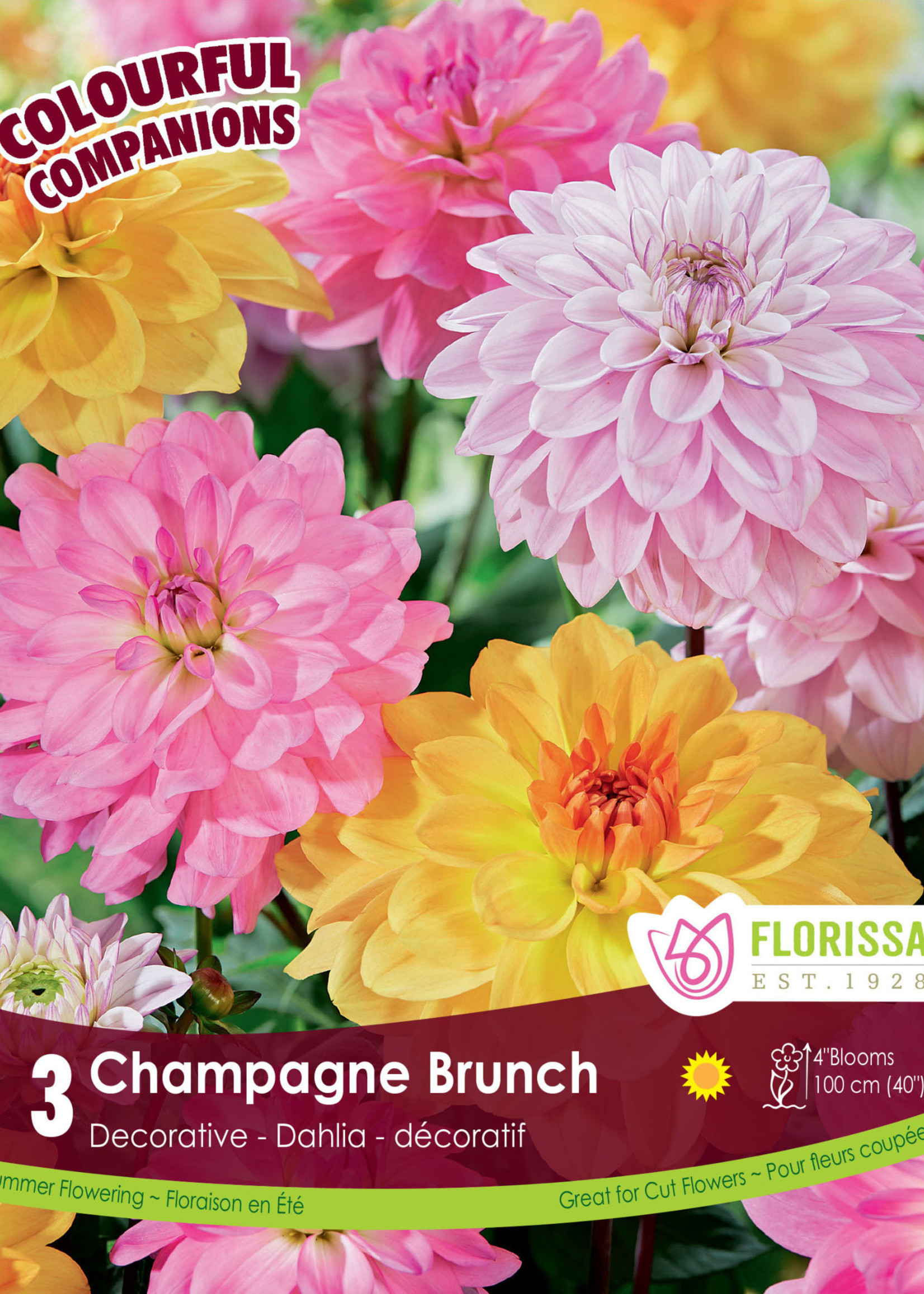 champagne brunch dahlia