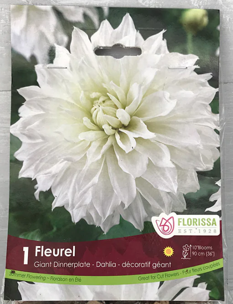 fleurel dahlia