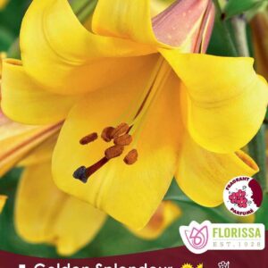 golden splendour trumpet lily