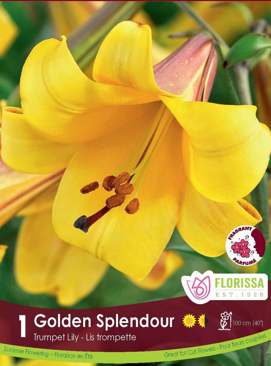 golden splendour trumpet lily