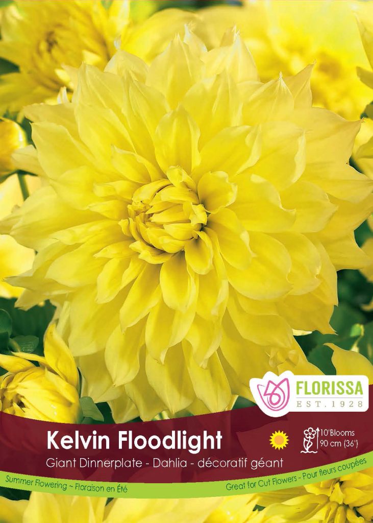 Kelvin Floodlight Dahlia