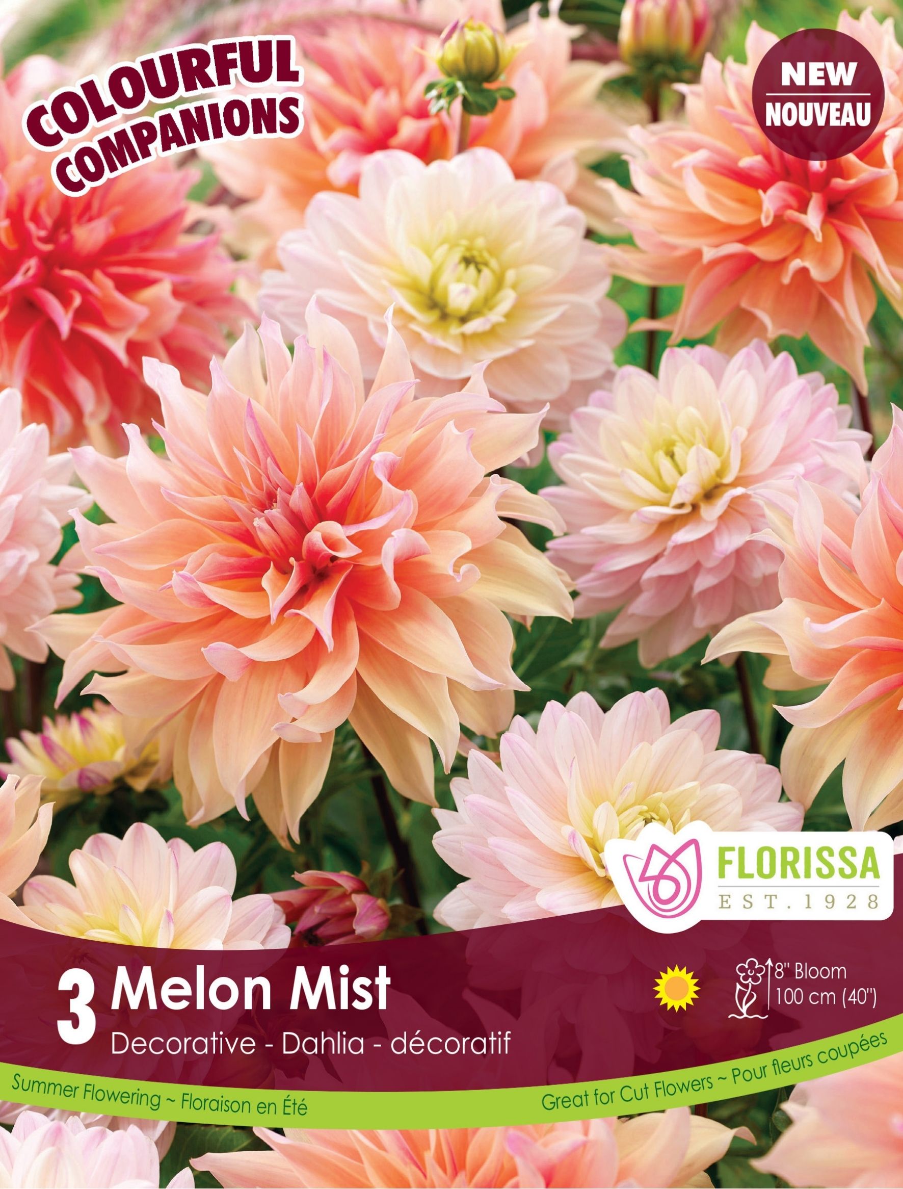 melon mist dahlia