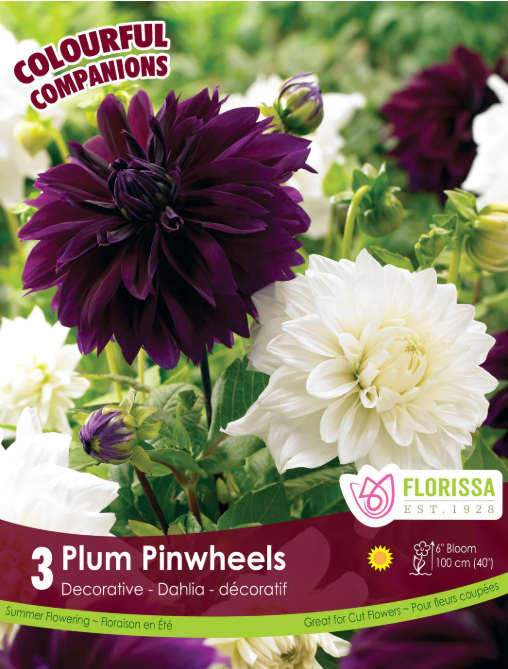 plum pinwheels Dahlia