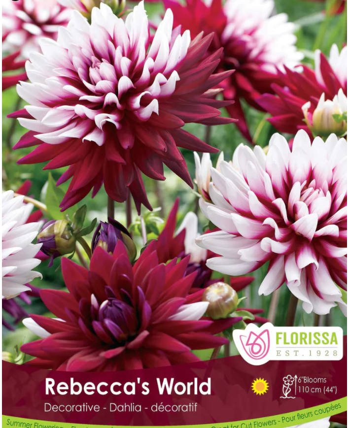 rebecca's world dahlia
