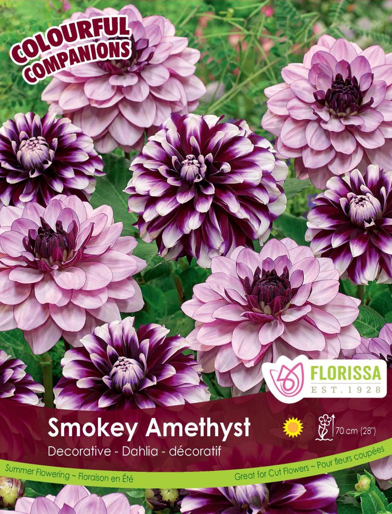 smokey amethyst dahlia